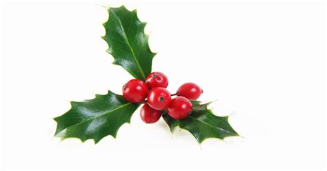 Mistletoe A Holiday Tradition