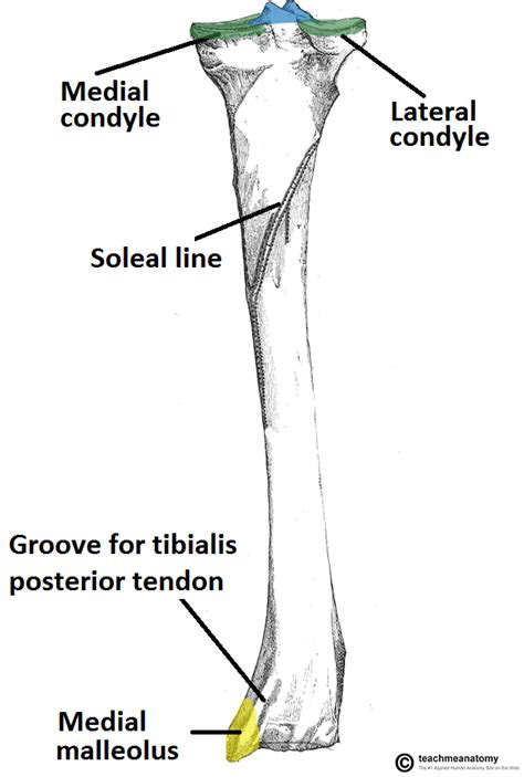Diagram Of The Tibia