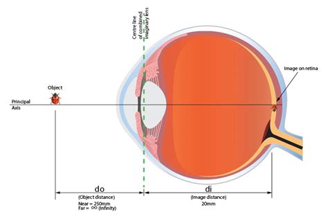 Normal Human Eye Focal Length