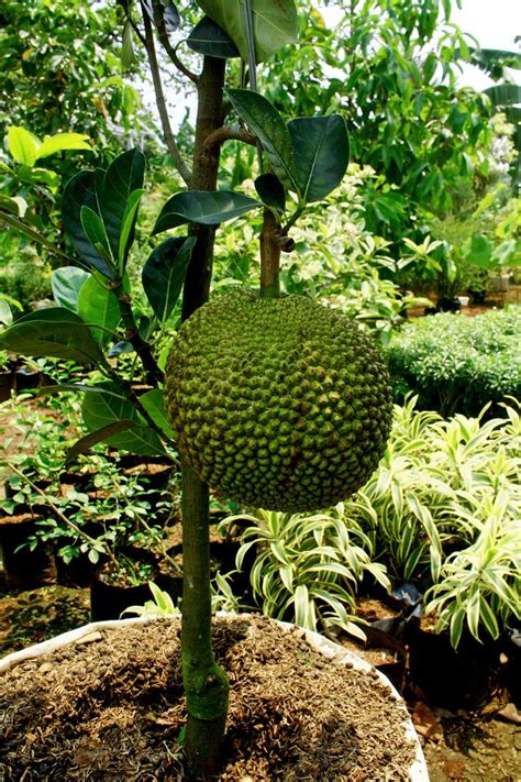 When he realised that the jackfruit was. fruit in pots - mini jackfruit | สวนผลไม้, จัดสวน, ผลไม้