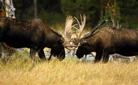 Two Moose Fighting Image Free Stock Photo Public Domain Photo Cc0