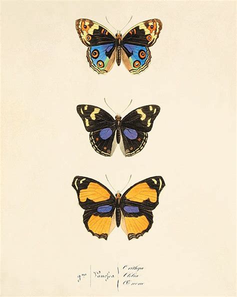 Vintage Butterfly Art Print Garden Art Print Cottage Art Etsy