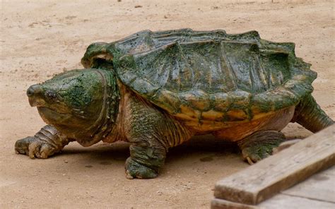 The Largest Freshwater Turtle In The World Based On Weight They Can Weigh Turtle Facts Map