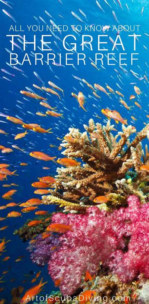 Interesting Facts About The Great Barrier Reef Great Barrier Reef