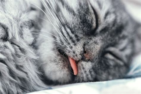 Why Cats Leave Their Tongues Hanging Out Metro News