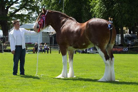 Clydesdale Horse ~ Everything You Need To Know With Photos Videos