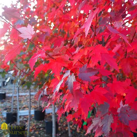 Acer Rubrum Sun Valley Red Maple From Home Nursery