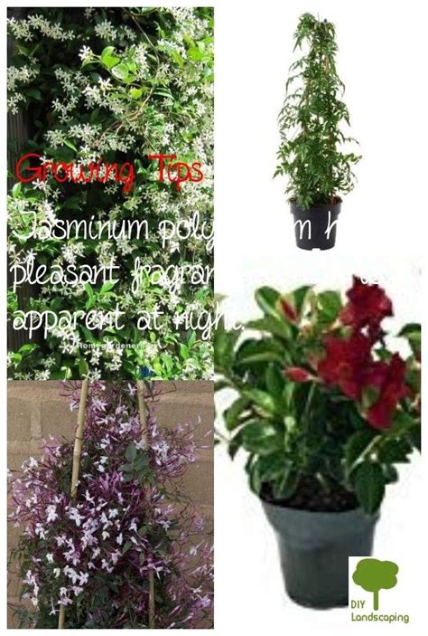 Generate An Unforgettable Garden By Using The Caring Indoor Jasmine
