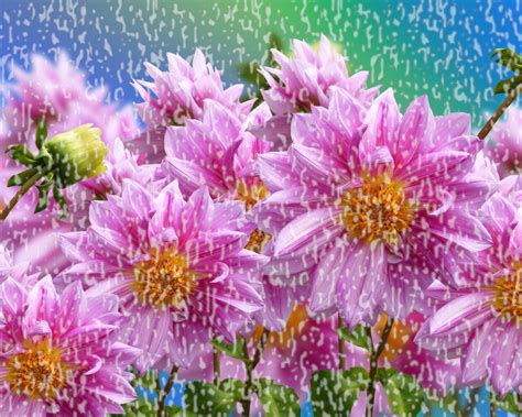 Wallpaper Pink Flowers In Rain 1920x1080 Full Hd 2k Picture Image