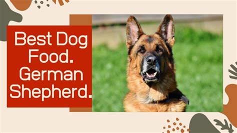 We did not find results for: Best dog food for German shepherd | how to choose the best ...