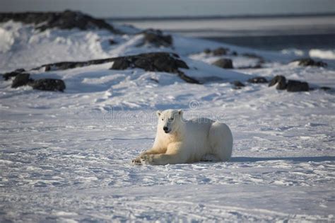 Polar Bear King Of The Arctic Stock Image Image Of Svalbard Animal
