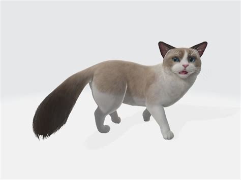 Ragdoll Animated Cat 3d Model Animated Rigged Cgtrader