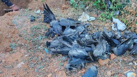 Bird Flu Scare Grips Madhya Pradesh As Crows Continue To Die In 3 Districts India Today