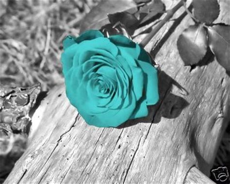 No need to register, buy now! Black and White Background with a Teal Blue Rose | Color ...