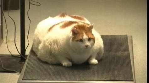 Meet Massive Moggie Beautiful Cat Takes The Title Of World S Fattest Cat