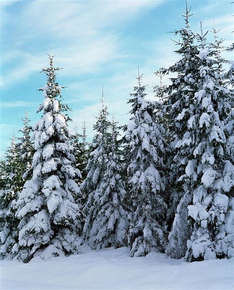 Snow Covered Spruce Trees Photograph By Simon Fraserscience Photo
