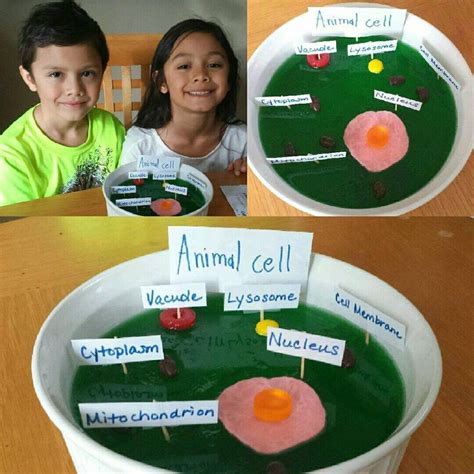 Jello Plant Cell Model Cell Model Plant Cell Model Plant Cell