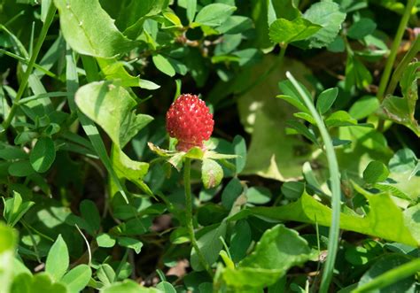 Identification What Is This Tiny Strawberry Like Fruit Found In A