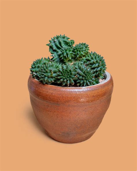 Euphorbia Susannae Tula Plants And Design