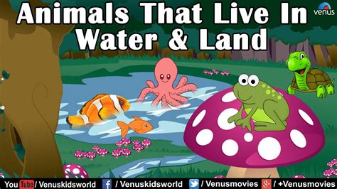 Animal Kingdom ~ Animals That Live In Water And Land Youtube