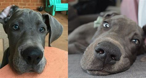 Study Reveals Why Great Danes Manipulate With Their Gaze Sonderlives