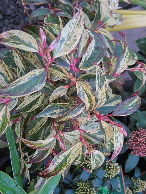 Rainbow Drooping Fetterbush Leucothoe Plants4home