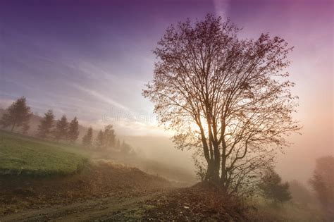 Misty Morning Scene With Lonely Tree Stock Photo Image Of Beam Glow