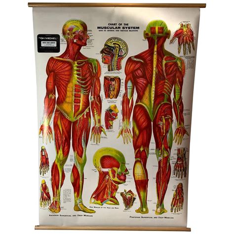 Vintage Muscle Chart Nystrom Pull Down School Classroom Anatomy