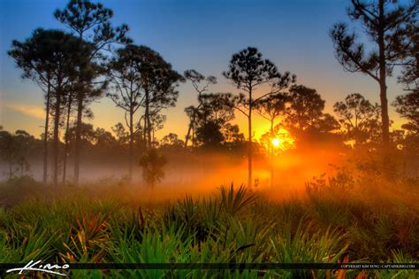 Sunrise Over Foggy Morning In Florida Pine Woods Royal Stock Photo