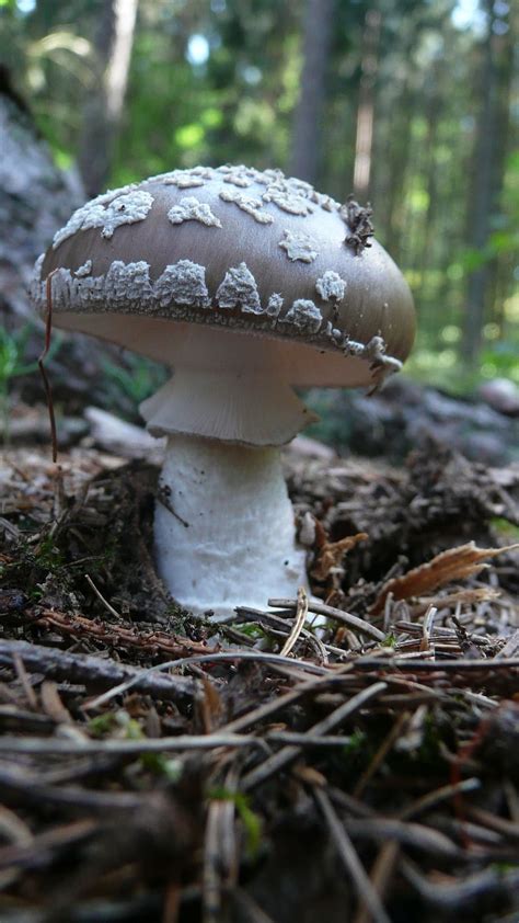 Hd Wallpaper Toadstool Background Nature Mushroom Macro Season