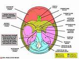 Floor Of The Cranial Cavity Pictures