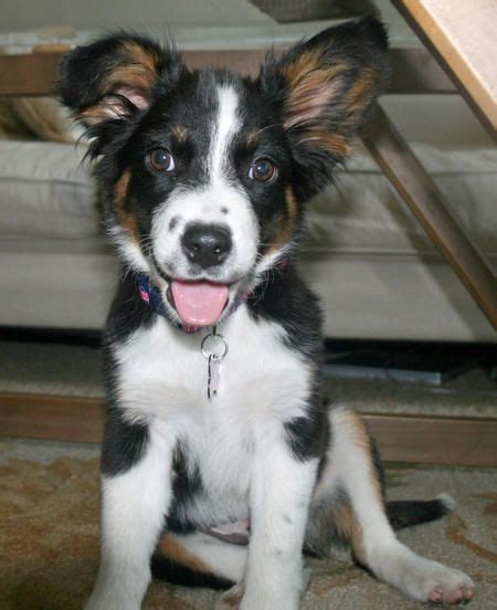 Click here to view border collie dogs in ohio for adoption. Looks just like our baby girl!! | Border collie mix ...