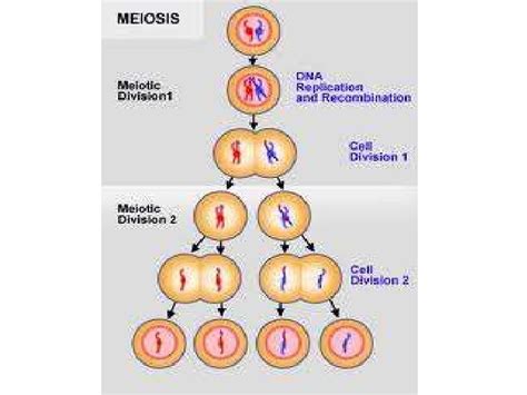 Genetica Sindrome De Down