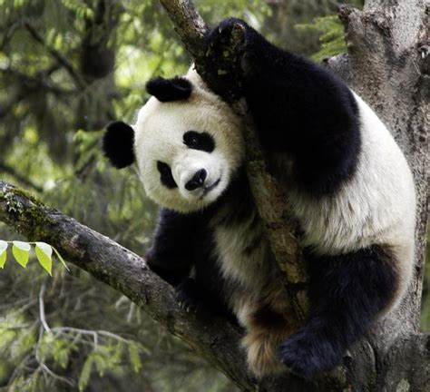 Giant Panda No Longer ‘endangered But Iconic Species