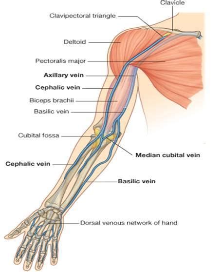 Pin By Jane Cranston On Upper Extremity Veins Leg Vein Anatomy Leg