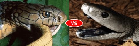 Black Mamba Vs King Cobra Fight Comparison Who Will Win