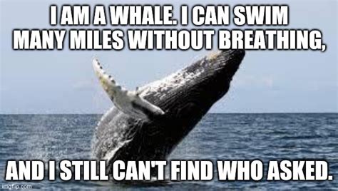 Stellarmemes Whale Memes And S Imgflip