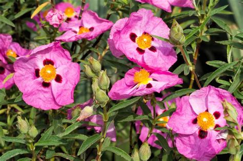 Rock Rose Tea Cistus Incanus For The Summer Linden Botanicals