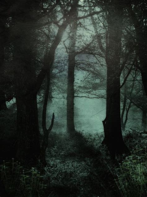 Beautiful Darkness Forest Dark Forest Scenery