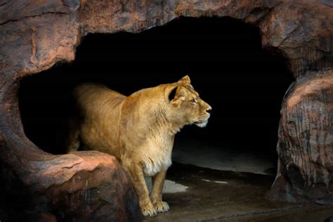 Lion Den Stock Photos Pictures And Royalty Free Images Istock