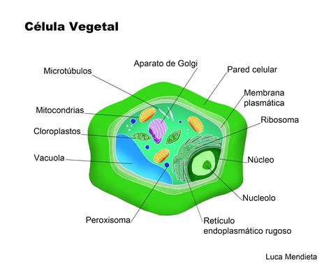 Celula Vegetal2 Célula Vegetal Celulas Celula Procariota Y Eucariota
