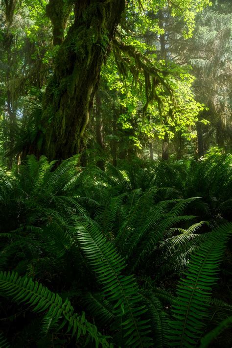 The Lush Rainforest Of Vancouver Island Canada Oc 1080x1618 R