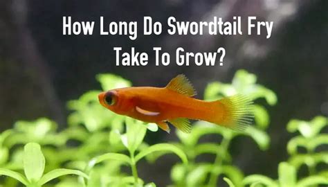 How Long Do Swordtail Fry Take To Grow Fish Keeping Guide