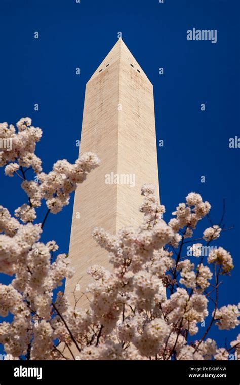 Washington Monument Towers Above Blossoming Cherry Trees In Spring