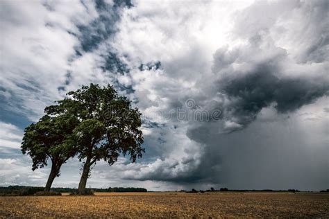 Two Trees In A Fields In Front Of Dark Stormy Cloud Stock Image Image