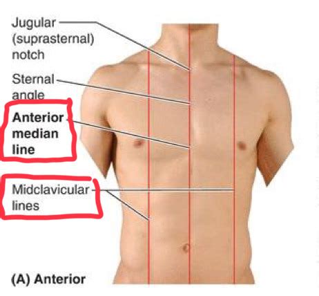 OST 580 Lecture 1 Lung Surface Anatomy Auscultation And Percussion