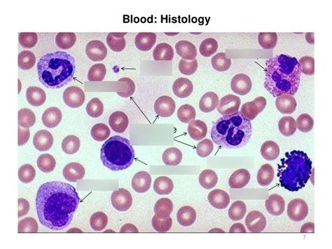 Blood Cells Histology Diagram Quizlet