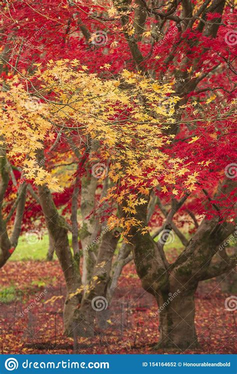 Beautiful Colorful Vibrant Red And Yellow Japanese Maple Trees In Autumn Fall Forest Woodland
