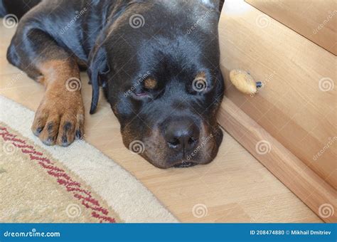Sleeping Rottweiler On The Floor Next To The Carpet Stock Photo Image