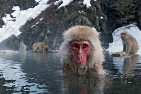 Japanese Macaque Sean Crane Photography